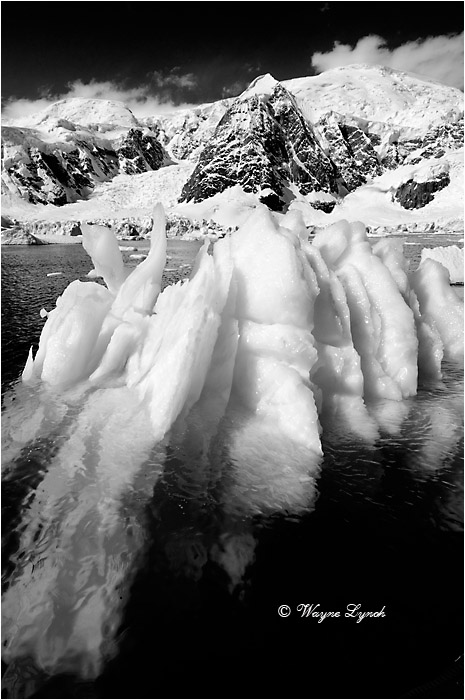 Paradise Bay Antarctic Peninsula 110 BW by Dr. Wayne Lynch &copy;